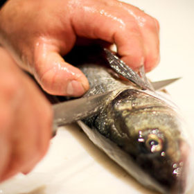 fishacademy